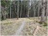Der Wald ist sehr gut erreichbar