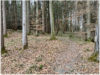 Herrliche Waldflächen