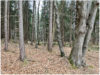 Fichten-Buchen-Laubholzbestand